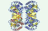 Malate dehydrogenase activity assay