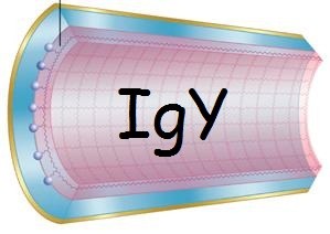 Kundenspezifische Dienstleistung : Spezifische IgY-Reinigung