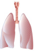 Células primarias humanas - Sistema pulmonar