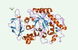 Test d'activité de l'alpha-amylase