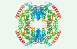 Test d'activité de la lactate déshydrogénase