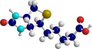 Couplage d'anticorps avec d'autres molécules