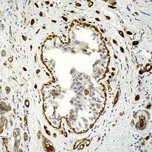 Validation d'anticorps en IHC sur coupes de tissus