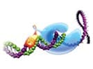 PCR/RT-PCR experiment