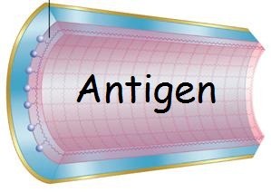 Purificazione di immunoaffinità su colonne coniugate all'antigene