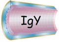 Purificazione di IgY specifiche