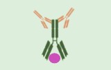 Secondary antibodies