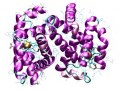 Enzymlabeling van antilichamen