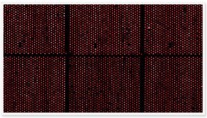 DNA Arrays