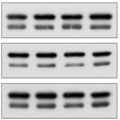 Antibody validation in WB