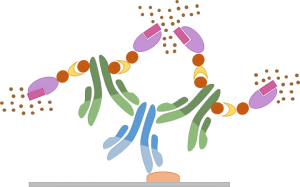 Immunohistochemieprotocol - Avidine/Biotinemethode (ABC)