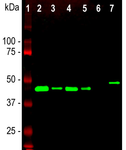 Western Blot