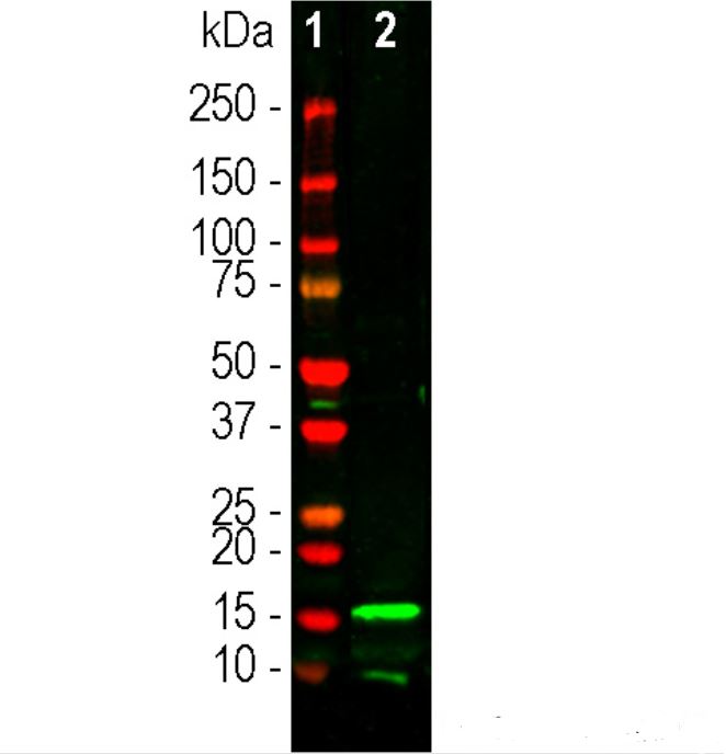 Western Blot