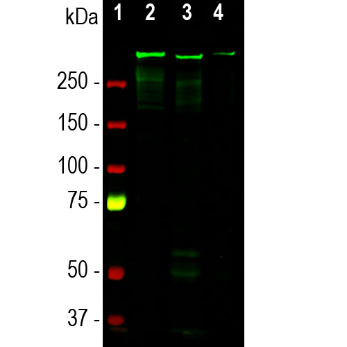 Western Blot