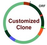 Clone modification