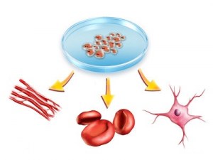 Primary cells obtention