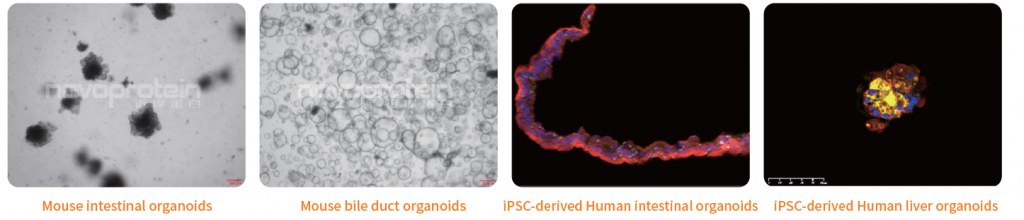 Datos de Validación de Organoides