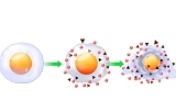 Oxidative & Cellular Stress