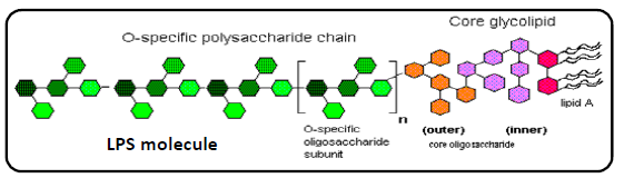 endotoxin