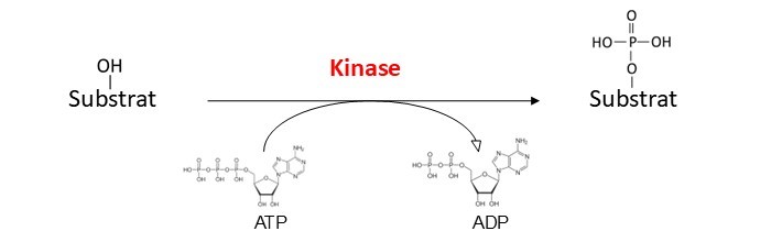 Réaction de kinase