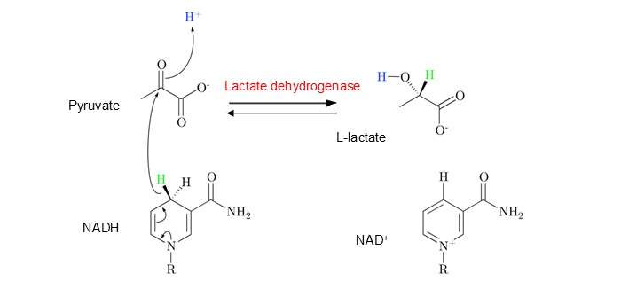 Réaction de la Lactate Déshydrogénase