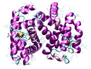 Enzyme labeling of antibody