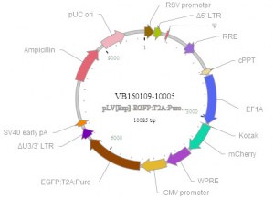 Construction of complex vectors